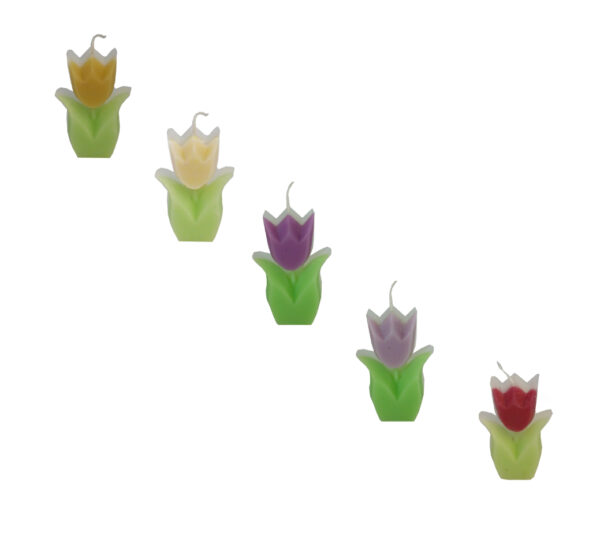 Tulp